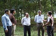 Tăng hiệu quả kinh tế của cây cao su: Cần có giải pháp hợp lý 